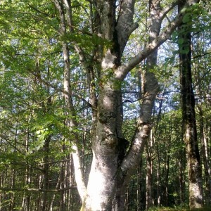 img_320126_43254.jpg