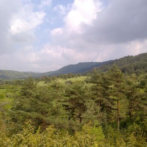 img_320136_43254.jpg