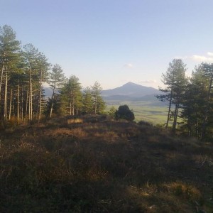 img_320208_43254.jpg