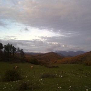img_320228_43254.jpg