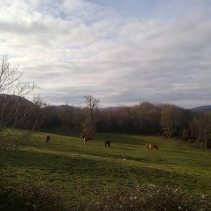 img_320895_43254.jpg