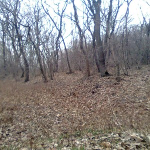 img_323474_40734.jpg