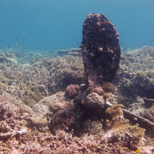 img_329007_43254.jpg