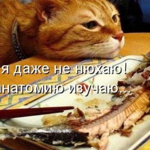 img_330825_43311.jpg