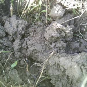 img_333826_46784.jpg