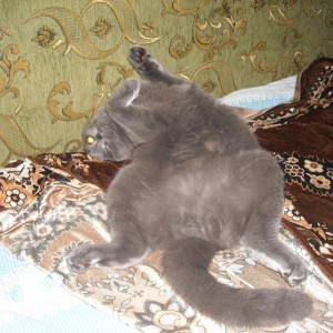 img_335556_12762.jpg