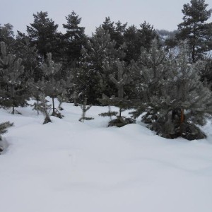 img_335870_38563.jpg
