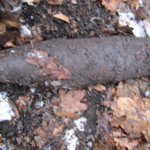 img_341937_69812.jpg