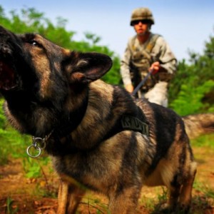 dogs_war.jpg