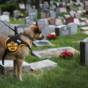 Hartsdale+Pet+Cemetery+Holds+War+Dog+Memorial+FXeqj_oHrtal.jpg
