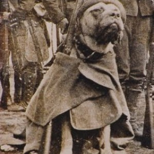 jack_brutus.jpg