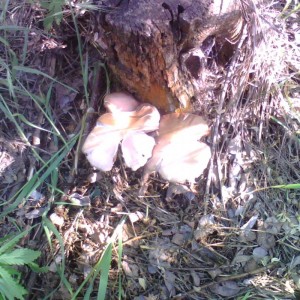 IMG1985A.jpg