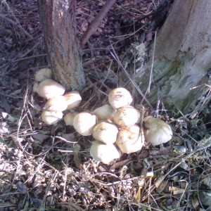 IMG1988A.jpg