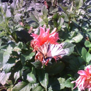 IMG2335A.jpg