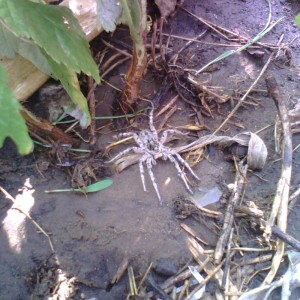 IMG1343A.jpg