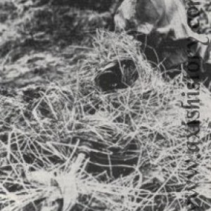 13ccb608faf.jpg