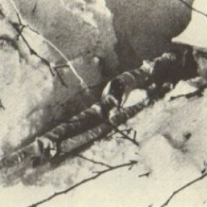 t_3547_1243935665.jpg