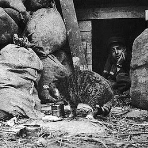 Catinthetrenches.jpg