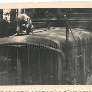 gjr99bssinglkwhundeinf.jpg