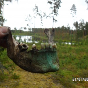 Lõualuu.JPG