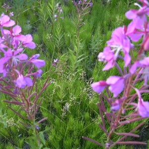 DSCN0133.JPG