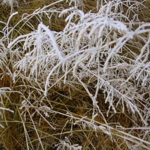 DSCN0918.JPG