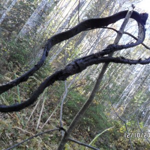 Pikasilla 7.JPG