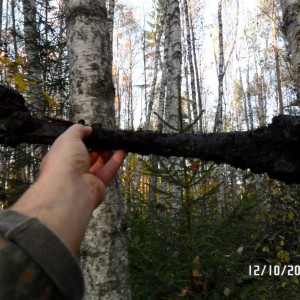 Pikasilla 8.JPG