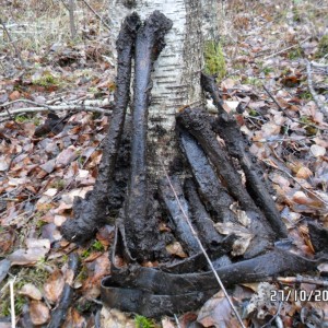 Pikasilla platstarm 2.JPG