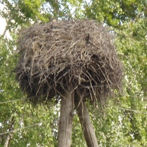 хабарок (29).JPG