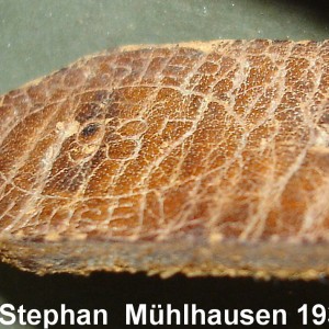 Otto Stephan  Mühlhausen 1937z.jpg