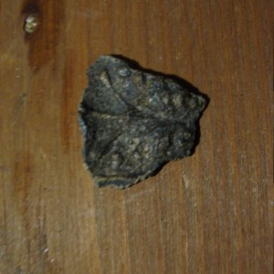 DSC09519