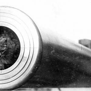 Кот-талисман по кличке Того на корабле королевских ВМС (Великобритания)