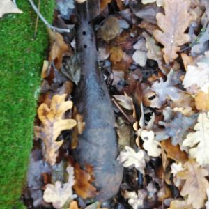 IMG_20171105_092949